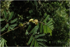 Albizia chinensis